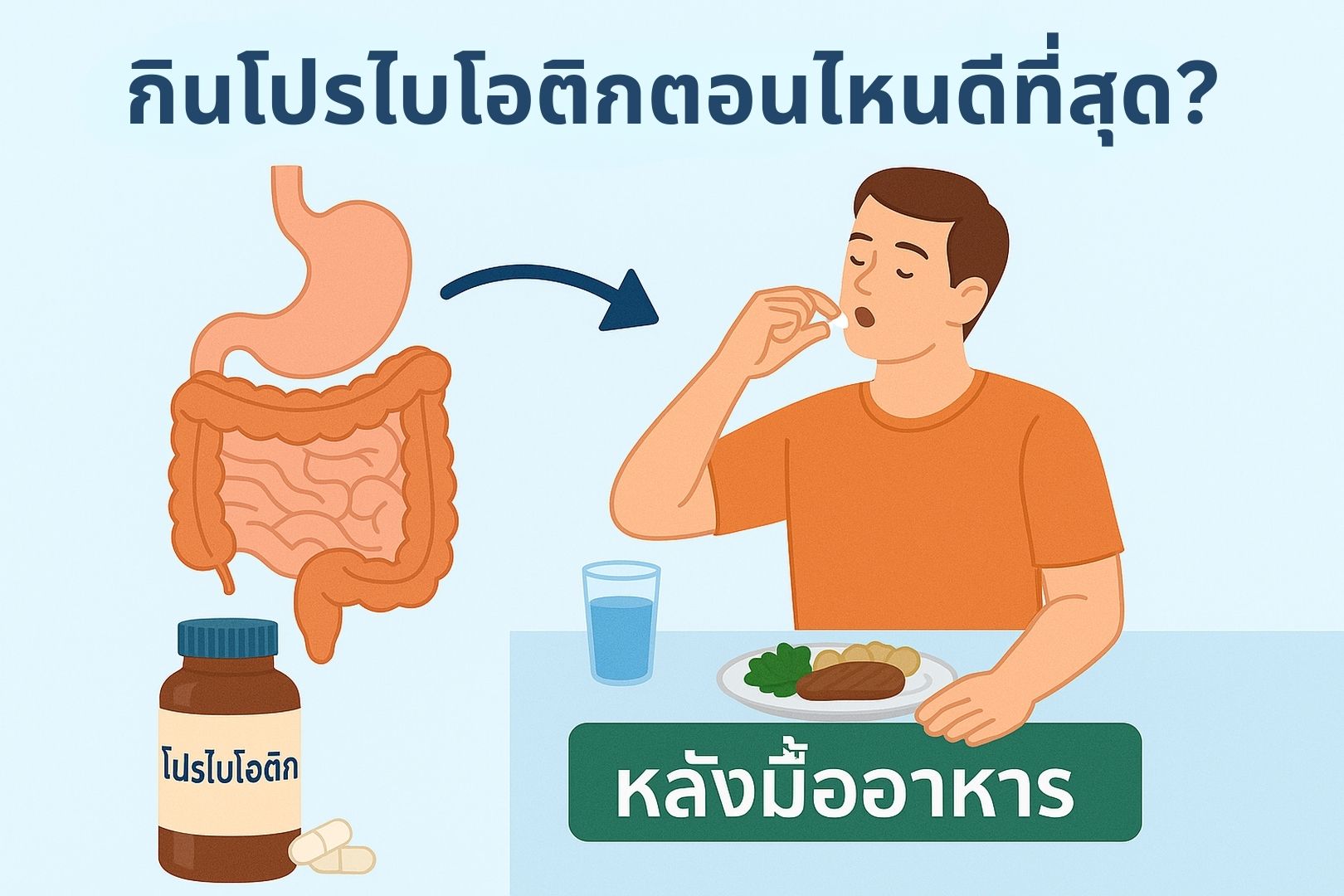 ภาพประกอบอธิบายช่วงเวลาที่เหมาะสมในการกินโปรไบโอติกเพื่อสุขภาพลำไส้